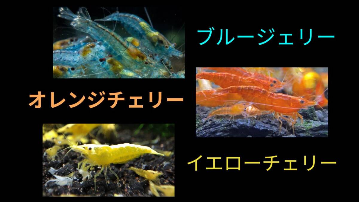 【ブルージェリーシュリンプ5匹+オレンジチェリーシュリンプ5匹+イエローチェリーシュリンプ5匹+補償各1匹】拍卖