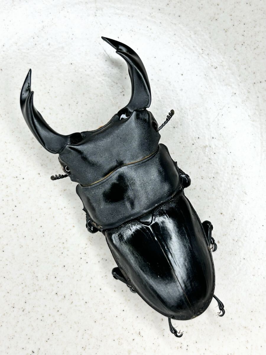 【桜GENZI順昌W38】中国ホペイオオクワガタ 福建省順昌産 ♂69.7ミリ F12ペア拍卖