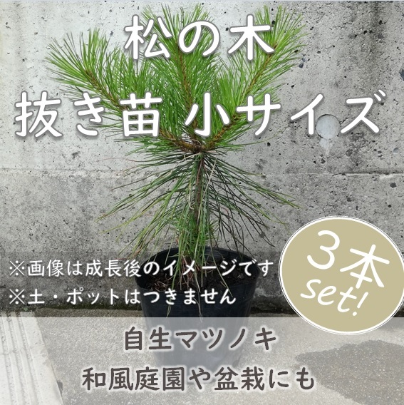 送料無料◆松 マツ 抜き苗 3本 小サイズ 盆栽 苗木 庭木 植樹 緑化 植林などにも 松の木 天然 実生苗 岡山県産 園芸 根付苗拍卖
