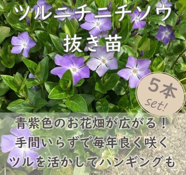 送料無料★ツルニチニチソウ抜き苗5本 ビンカ マジョール マヨール グランドカバー 常緑多年草 園芸 ガーデニング 耐寒性 宿根草拍卖