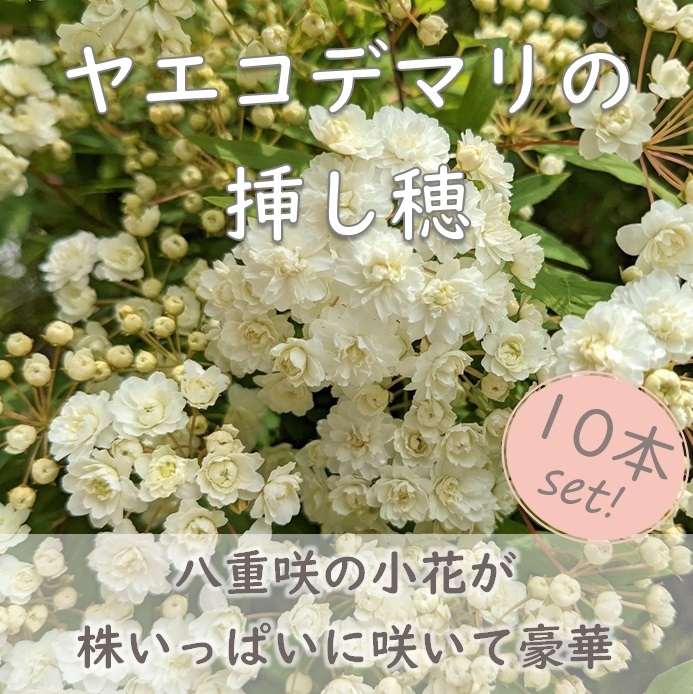 送料無料◆八重咲きコデマリ 挿し木用の挿し穂 10本 カット苗 ヤエコデマリ 園芸 ガーデニング ホワイトガーデン 小手毬拍卖