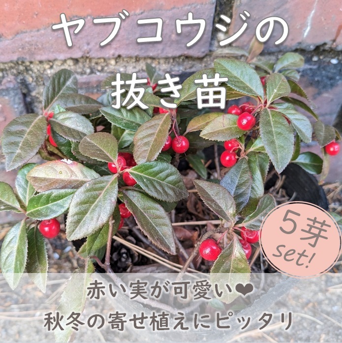 送料無料◆赤い実が可愛い♪ヤブコウジ 山野草 抜き苗 5芽1セット グランドカバー 寄せ植え 耐寒性◎ 十両 山橘 お正月 園芸 ガーデニング拍卖
