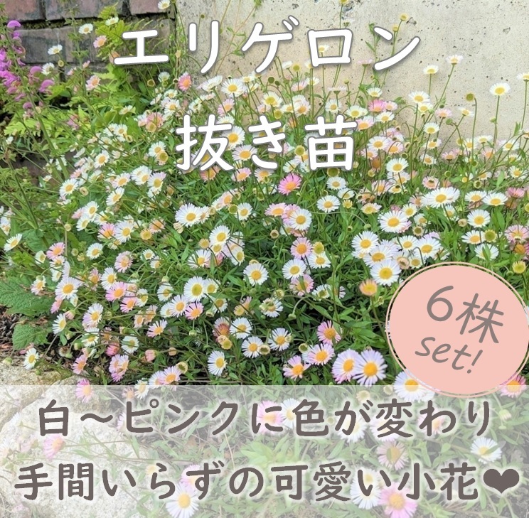 送料無料◆エリゲロン 抜き苗6株 源平小菊 スパニッシュデージー グランドカバー 耐寒性 宿根草 園芸 ガーデニング拍卖