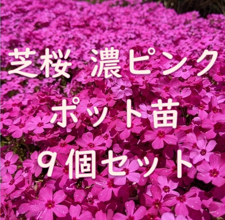 芝桜のポット苗 9個セット 濃いピンク◆シバザクラ 抜き苗 耐寒性◎ 根付き 宿根草 常緑 グランドカバー 園芸 ガーデニング拍卖