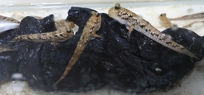 ミナミトビハゼ 6匹拍卖