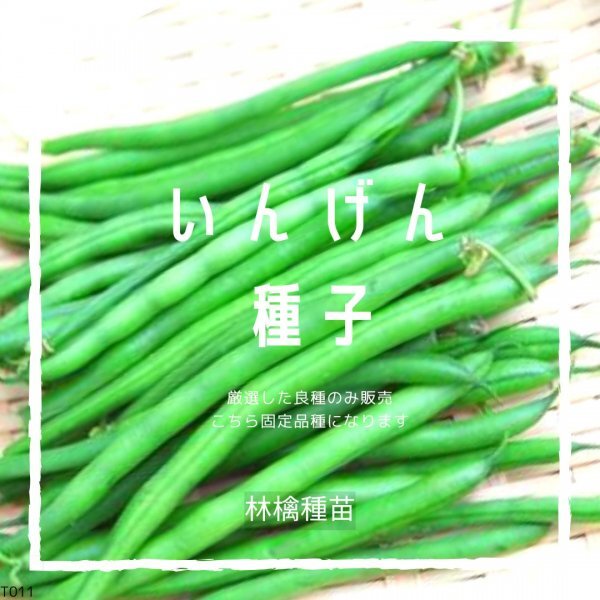 T11 家庭菜園でおすすめ品種 いんげん 固定種 野菜の種 貴重な累代自家採種!ここが他とは違います!拍卖