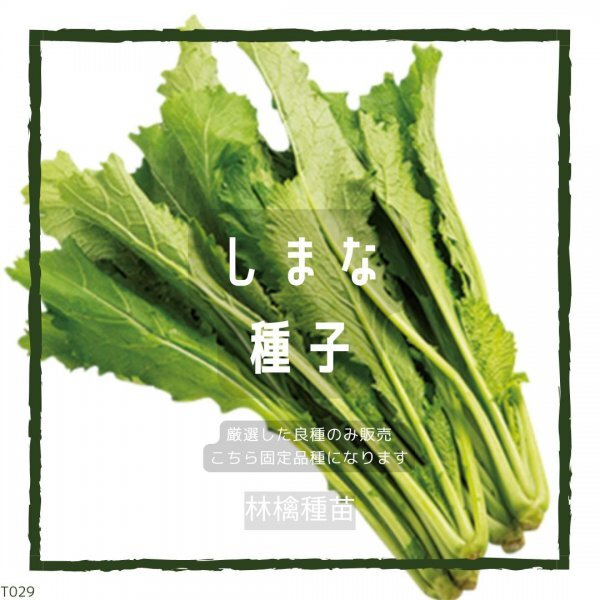 T29 家庭菜園でおすすめ品種 沖縄在来種 しまなの種 固定種 野菜の種 貴重な累代自家採種!ここが他とは違います!拍卖
