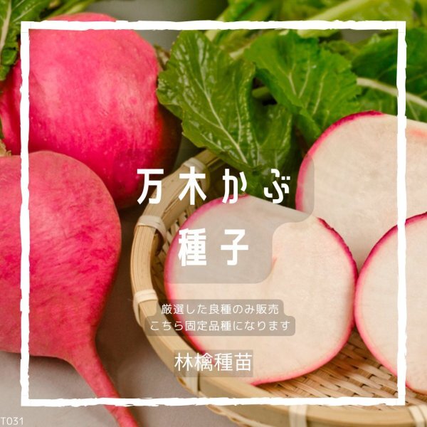 T31 家庭菜園でおすすめ品種 滋賀在来種 万木かぶの種 固定種 野菜の種 貴重な累代自家採種!ここが他とは違います!拍卖