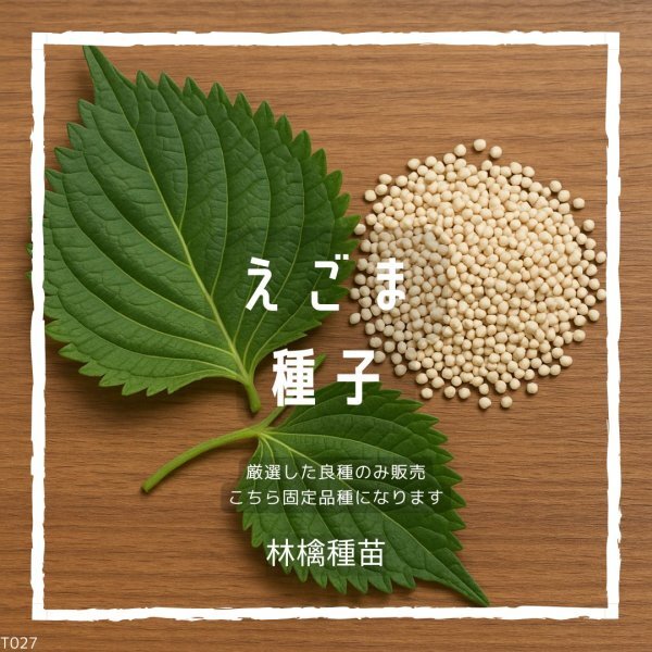 T27 家庭菜園でおすすめ品種 えごま(エゴマ・荏胡麻)の種 固定種 野菜の種 貴重な累代自家採種!ここが他とは違います!拍卖