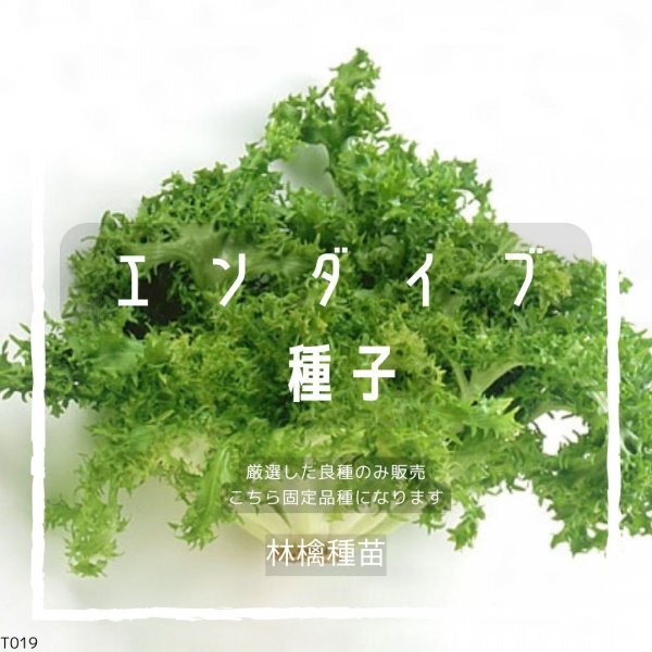 T19 家庭菜園でおすすめ品種 エンダイブ(ニガチシャ) 固定種 野菜の種 貴重な累代自家採種!ここが他とは違います!拍卖