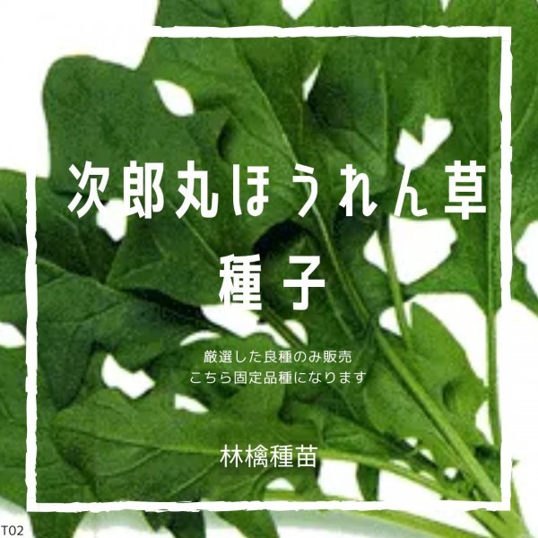 T05 家庭菜園でおすすめ品種 次郎丸ほうれん草 固定種 野菜の種 貴重な累代自家採種!ここが他とは違います!拍卖