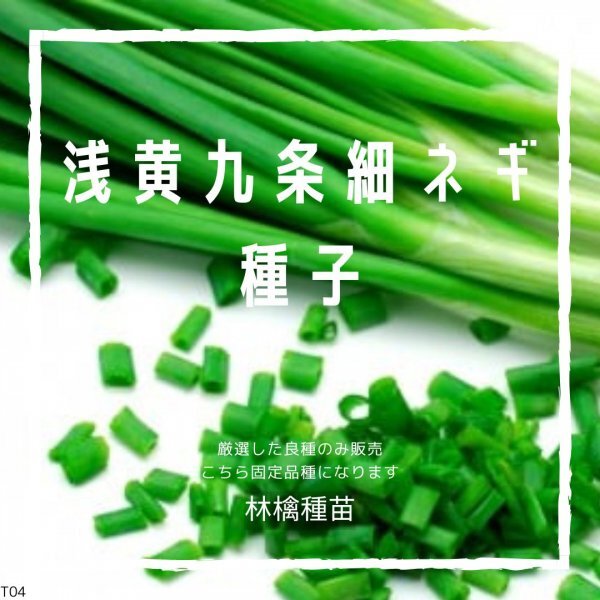 T04 家庭菜園でおすすめ品種 浅黄九条細ネギ 固定種 野菜の種 貴重な累代自家採種!ここが他とは違います!拍卖