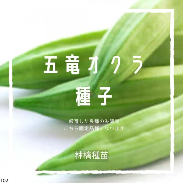 T02 家庭菜園でおすすめ品種 五竜オクラの種 固定種 野菜の種 貴重な累代自家採種!ここが他とは違います! 送料込拍卖