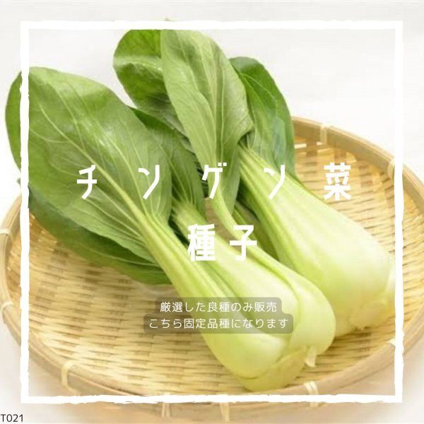 T21 家庭菜園でおすすめ品種 チンゲンサイ(青梗菜) 固定種 野菜の種 貴重な累代自家採種!ここが他とは違います!拍卖