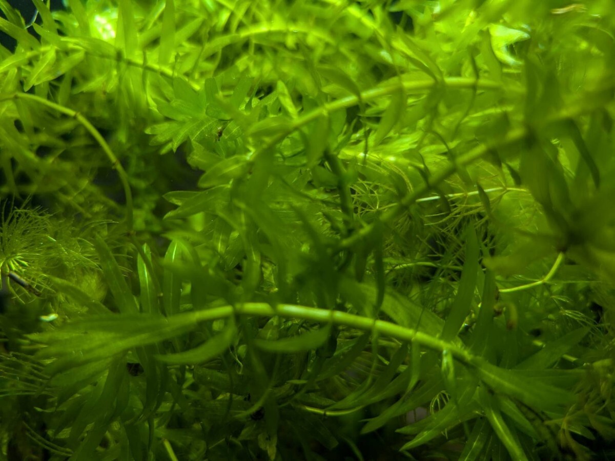 アナカリス15本約20cm拍卖