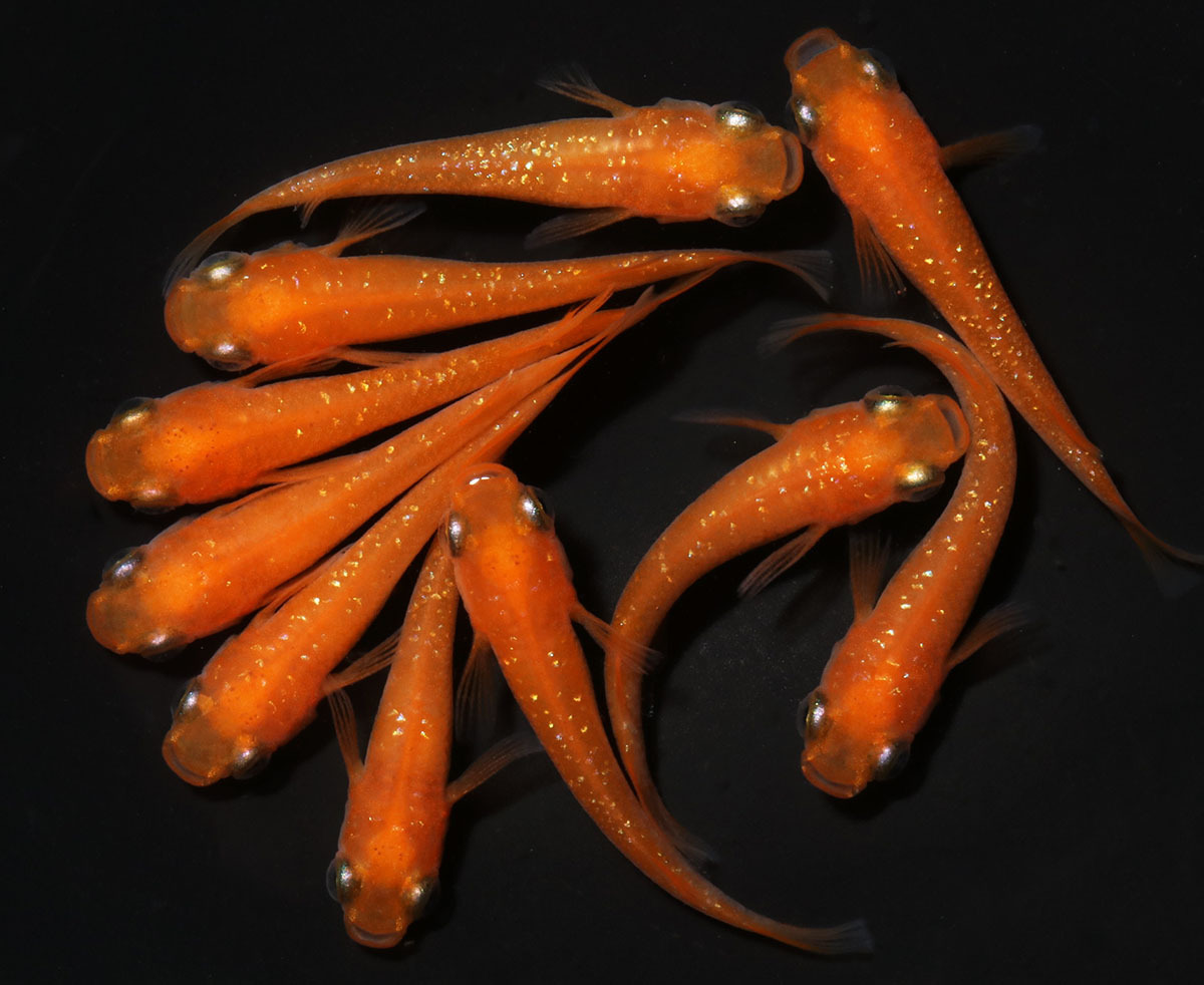 紅帝ラメ 5ペア 092203☆ めだか・メダカ【日本改良めだか研究所】拍卖