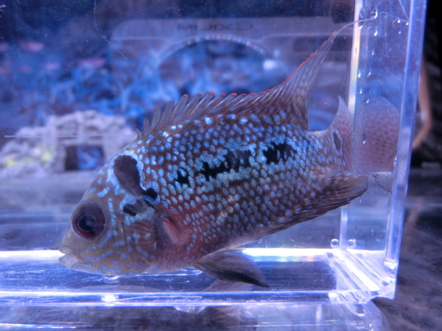 【熱帯魚】送料一律800円(一部除く)☆フラワーホーンシクリッド紅面飛龍“フライングドラゴン”1匹 No.1☆発送日限定☆拍卖