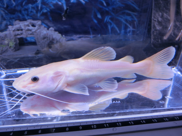 【熱帯魚】送料一律1000円(一部除く)☆レッドテールキャット“ホワイトプラチナ” 1匹☆発送日限定☆拍卖