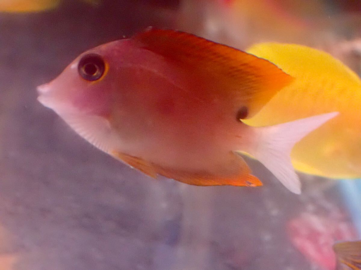 【アクアリウムのある暮らし】 トミニエンシスタン 1匹 サンプル画像 海水魚 サンゴ ハギ マニラ産 2500拍卖