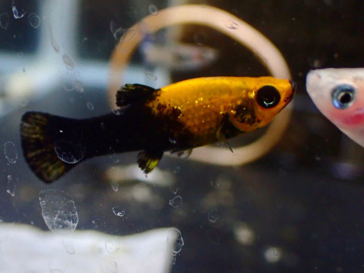 【アクアリウムのある暮らし】(熱帯魚) キャラメルモーリー 5匹 サンプル画像 小型魚 水草 淡水魚 ゴールデンブラックモーリー拍卖