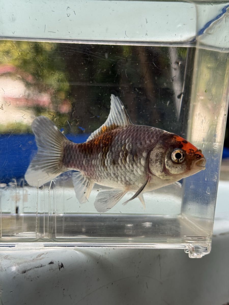 和金 当歳魚 オス 10センチ 金魚 銀鱗和金 雄拍卖