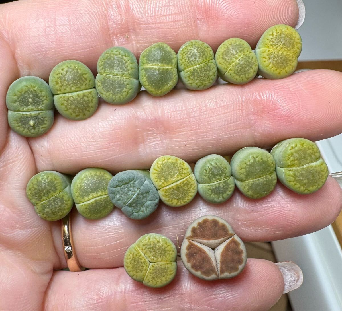 7-3 多肉植物 リトープス 福来玉 黄巴厘玉 赤窓玉 三面モンスター2苗いり拍卖