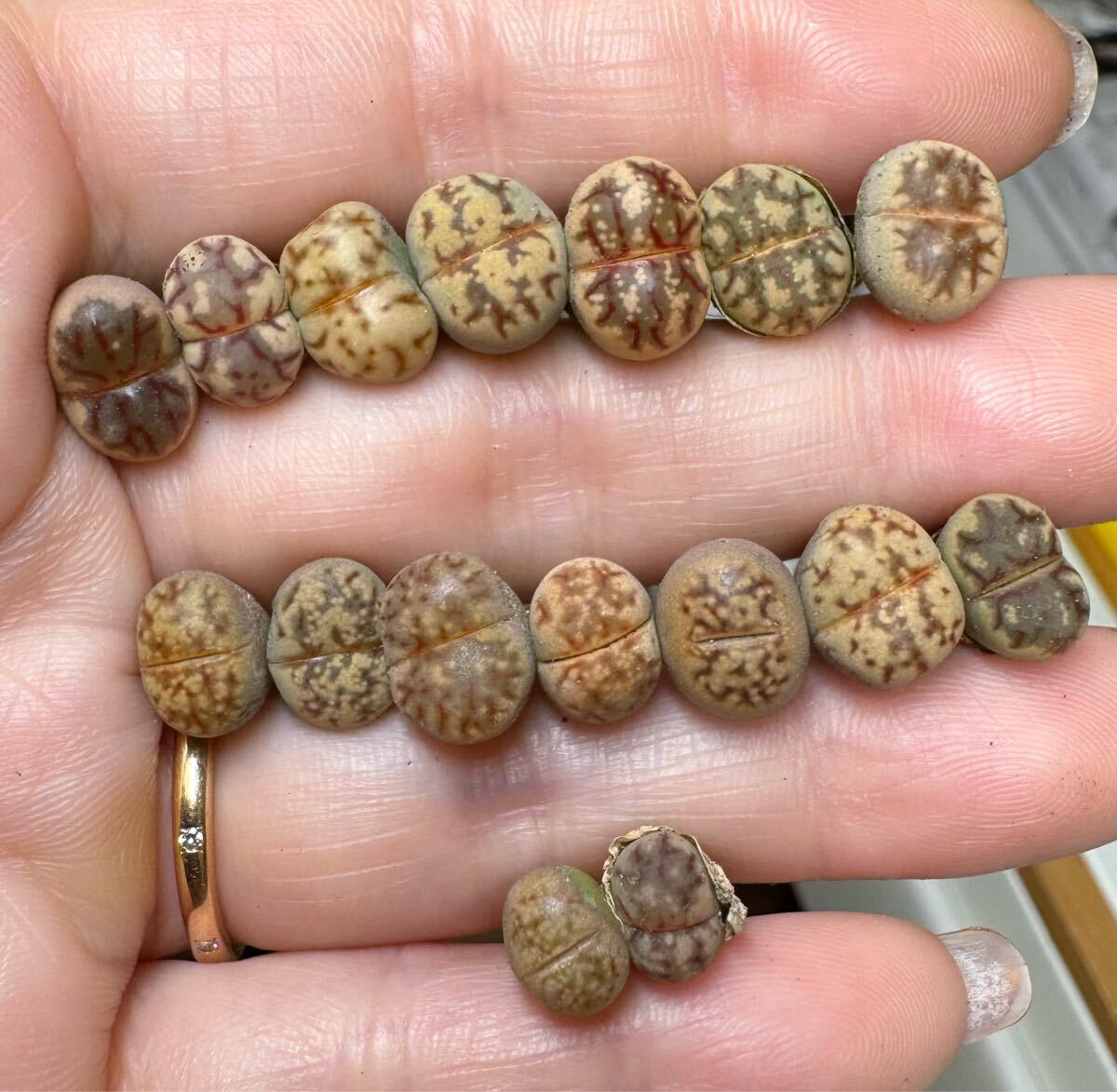 上⑦ 多肉植物 リトープス 麗虹玉 カラフルセット拍卖