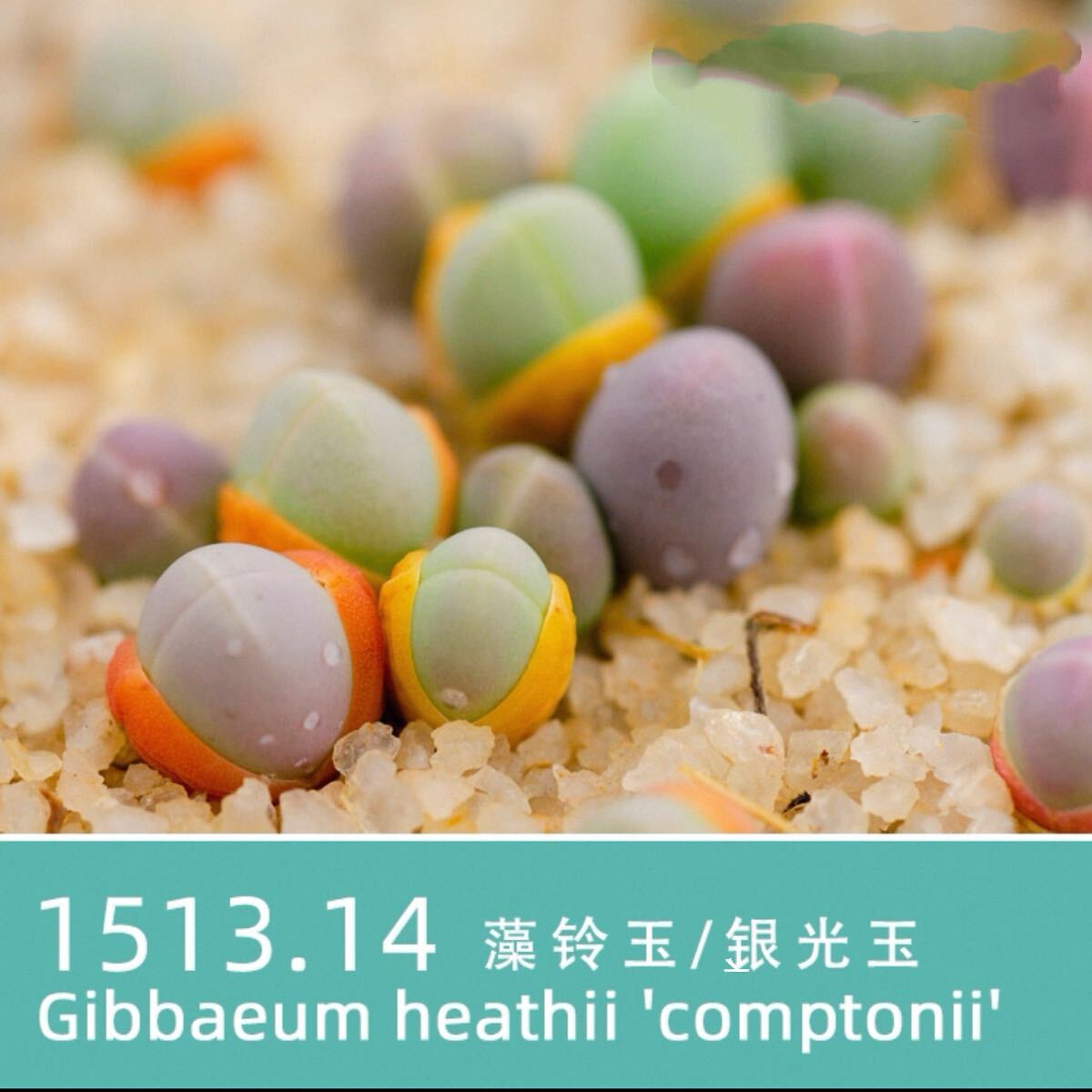 多肉植物 メセン 銀光玉 種子1 0粒 GIBBAEUM heathii拍卖