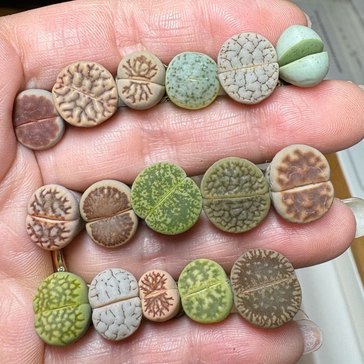 11-1多肉植物 リトープス 品種たくさん カラフルセット 週末タイム セール 希少苗いり拍卖