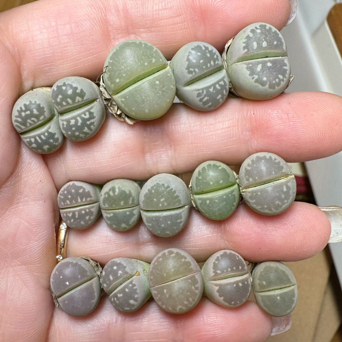 16-1 多肉植物 リトープス オリーブ玉 カラフルセット 大きめ拍卖