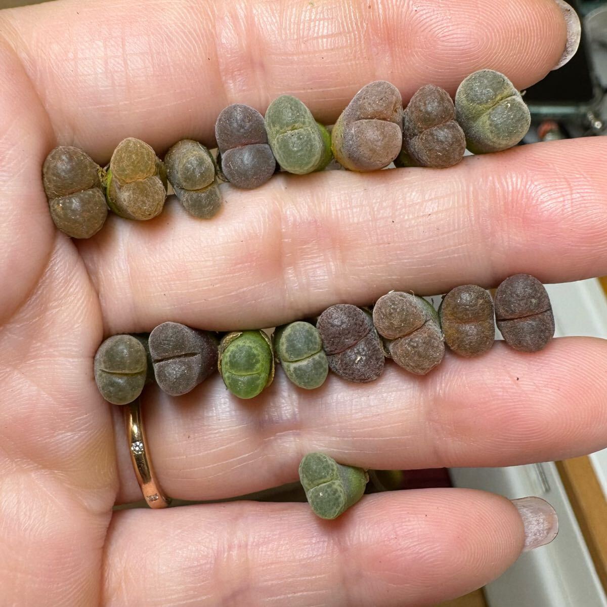 上④レア 新入荷 新商品 多肉植物 コノフィツム風鈴玉 超カラフルセット拍卖