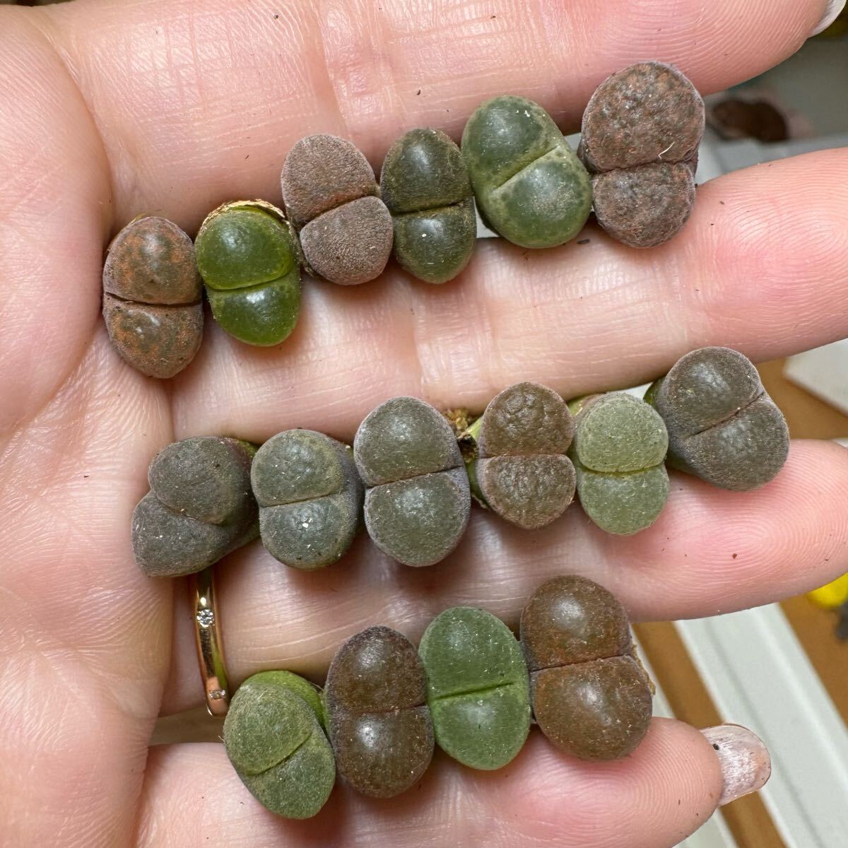 上④レア 新入荷 新商品 多肉植物 コノフィツム風鈴玉 超カラフルセット中玉拍卖