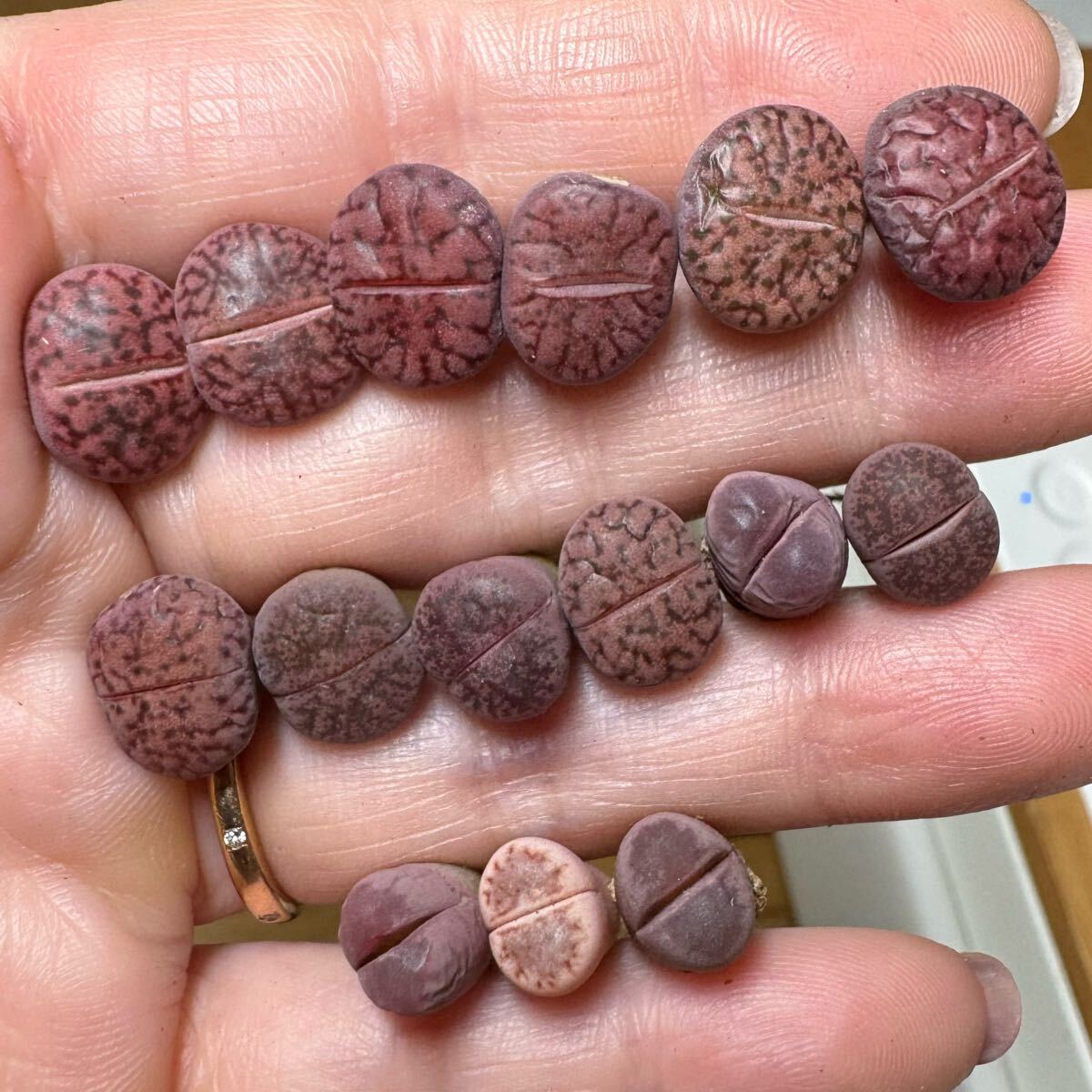 2.1多肉植物 リトープス 紫混合セット 錦い拍卖