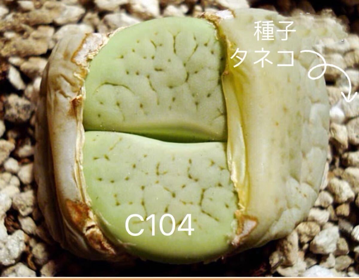 多肉植物 リトープス 希少種子 C104緑曲玉 /12粒拍卖