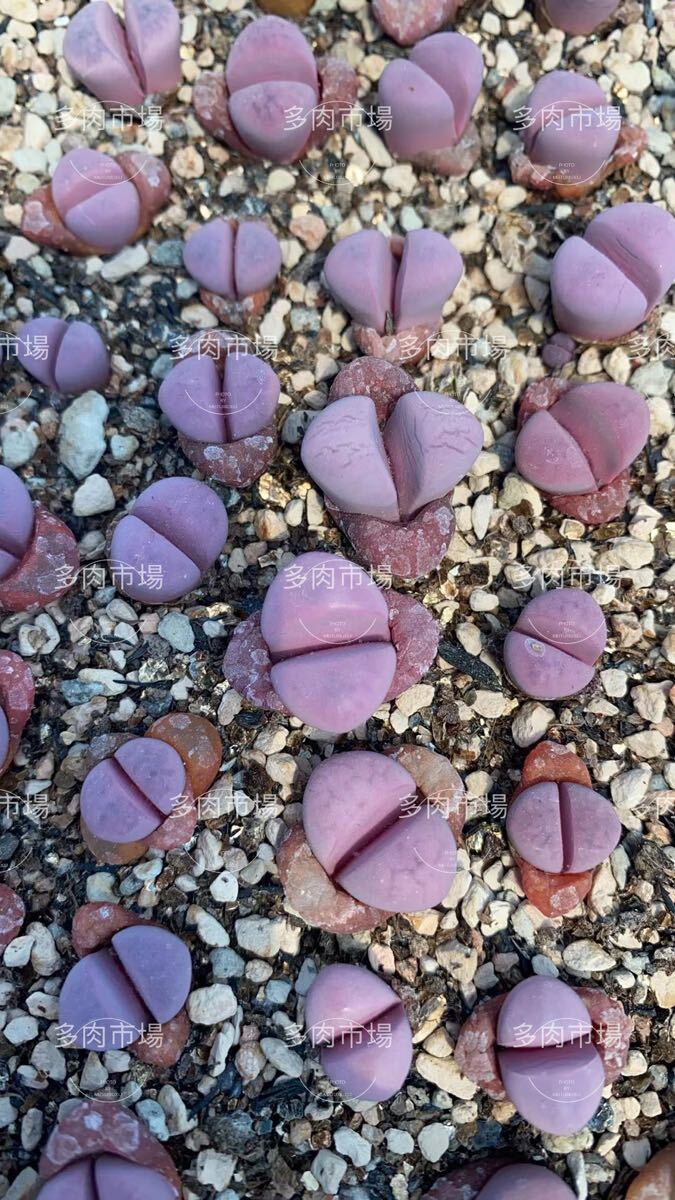 新入荷 多肉植物 リトープス 菊水玉 ランダム8苗 抜き苗拍卖