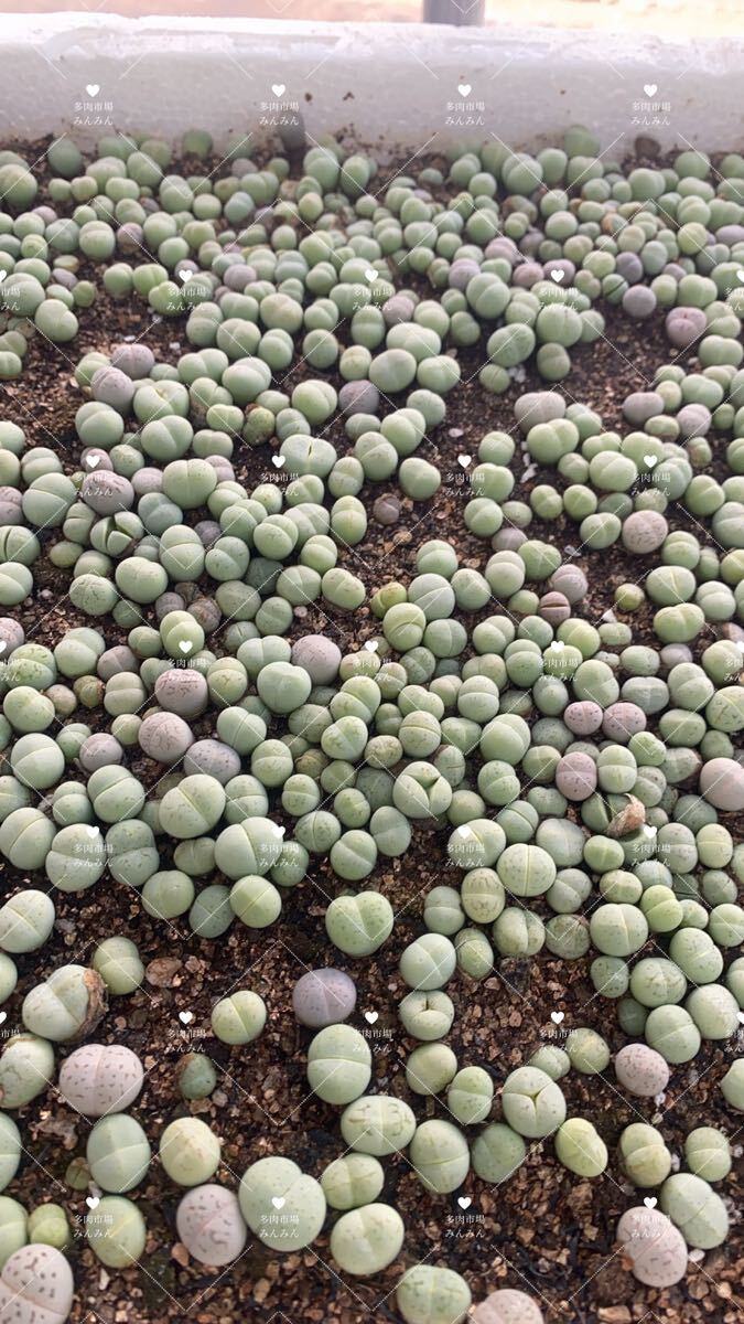 メセン 多肉植物 希少 リトープス 緑綾耀玉 新商品 ランダム抜き苗 8苗拍卖