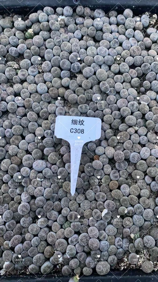 メセン 多肉植物 希少 リトープス 細紋玉 C308新商品 ランダム抜き苗 8苗拍卖