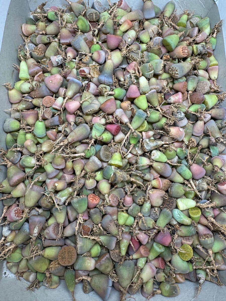 ☆初売り 鮮やかリトープス カラフルセット 60苗以上あり 中小玉混合拍卖