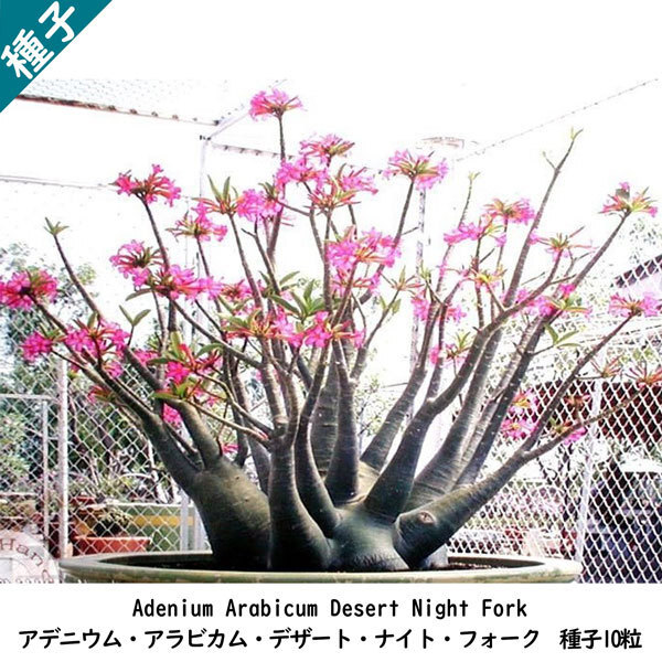 多肉植物 塊根植物 種子 種 Adenium Arabicum Desert Night Fork アデニウム アラビカム デザート ナイト フォーク 種子10粒拍卖
