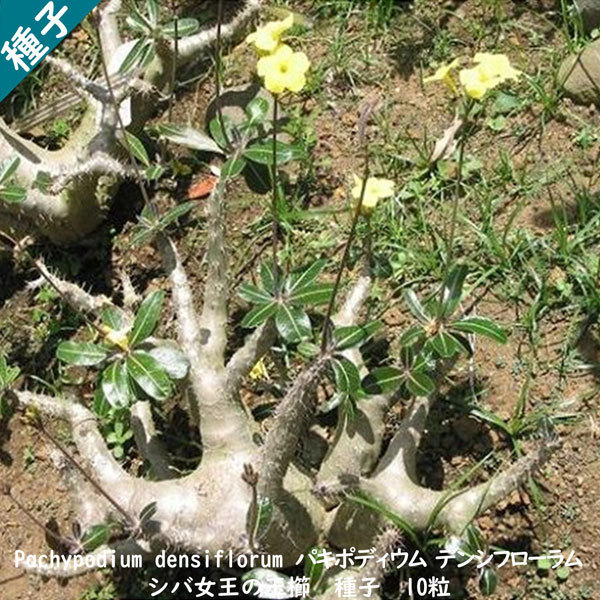 多肉植物 種子 種 Pachypodium densiflorum パキポディウム デンシフローラム シバ女王の玉櫛 種子 10粒拍卖