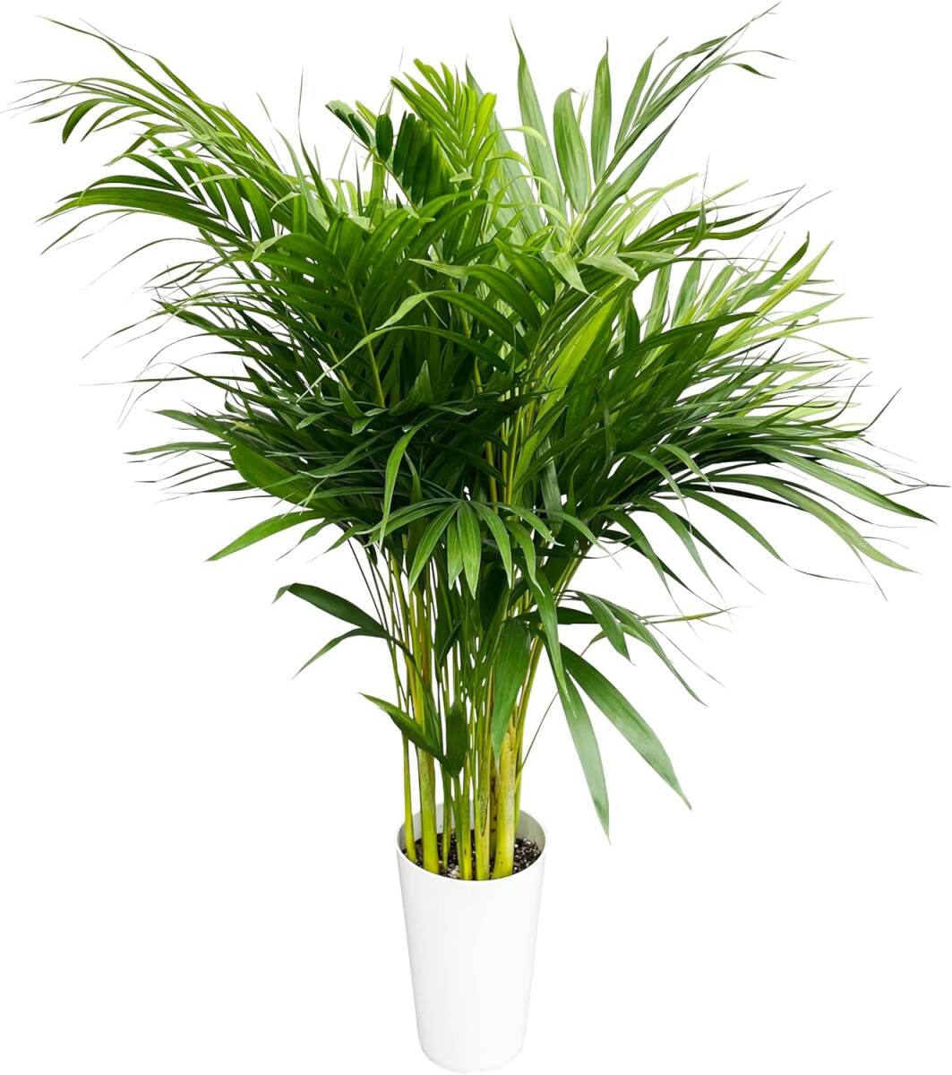 本物の生きた植物 花のギフト社 アレカヤシ 観葉植物 大型 ヤシ 7号 観葉 植物 室内用 7号鉢 室内 風水拍卖