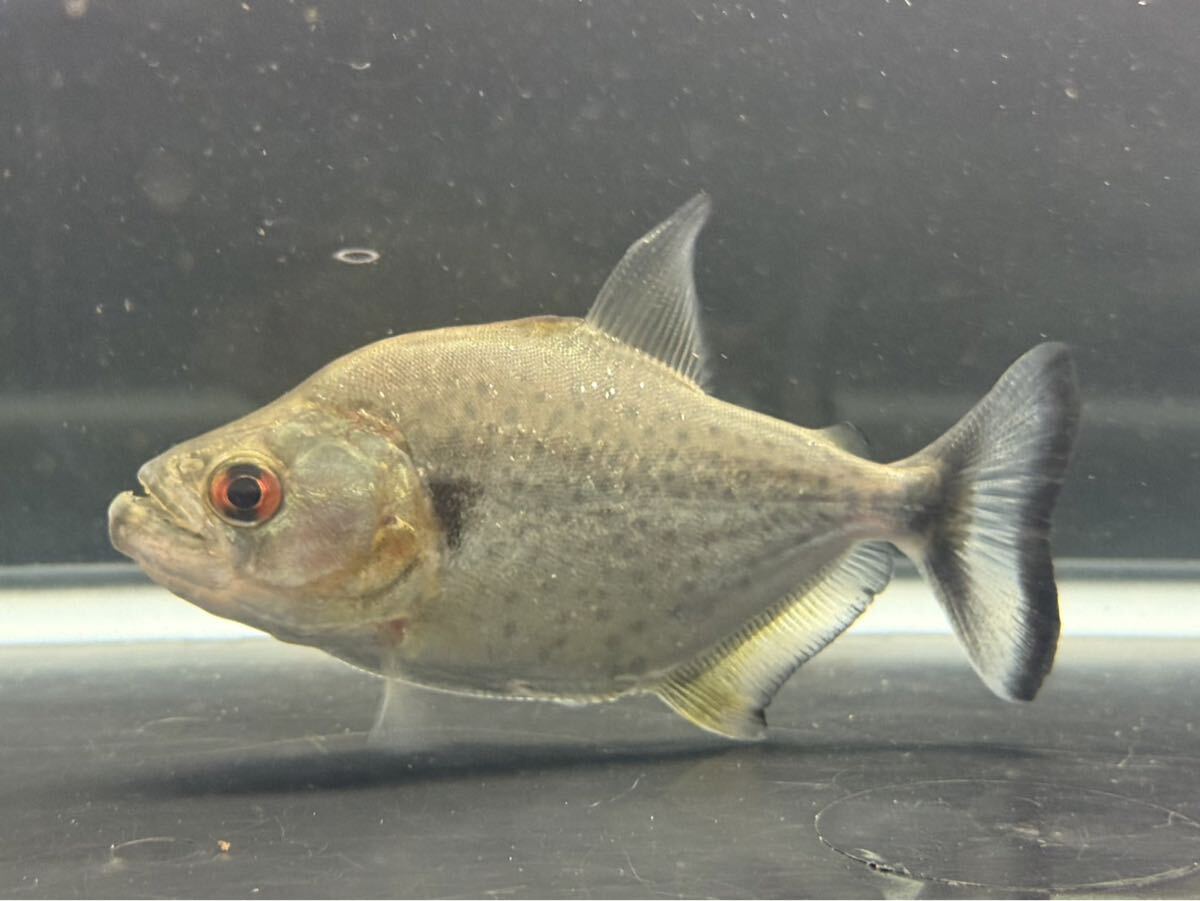 ダイヤモンドブラックピラニア No.3 シングー産 ワイルド個体 肉食魚 個体販売 Wild拍卖