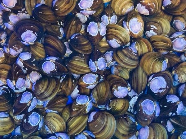 ★水質浄化に ★淡水しじみ 20匹★★拍卖