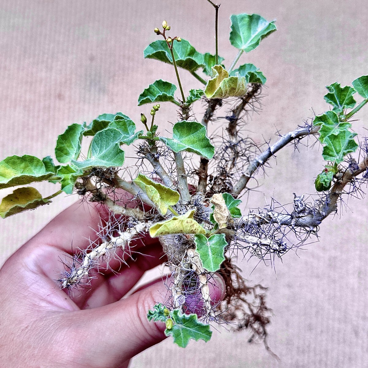 【Lj_plants】Q703 実生 jatropha marginata ヤトロファ マルギナータ コーデックス 塊根植物 ソマリア 開花株 5年株拍卖