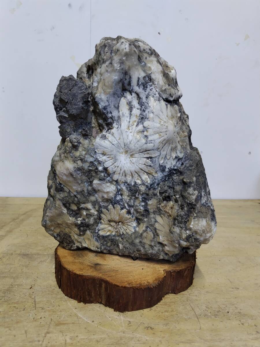 珍品 菊花石 約15.7kg 木板付き 検)鉱石 天然石 パワーストーン 風水 浄化 魔除け 厄除け拍卖