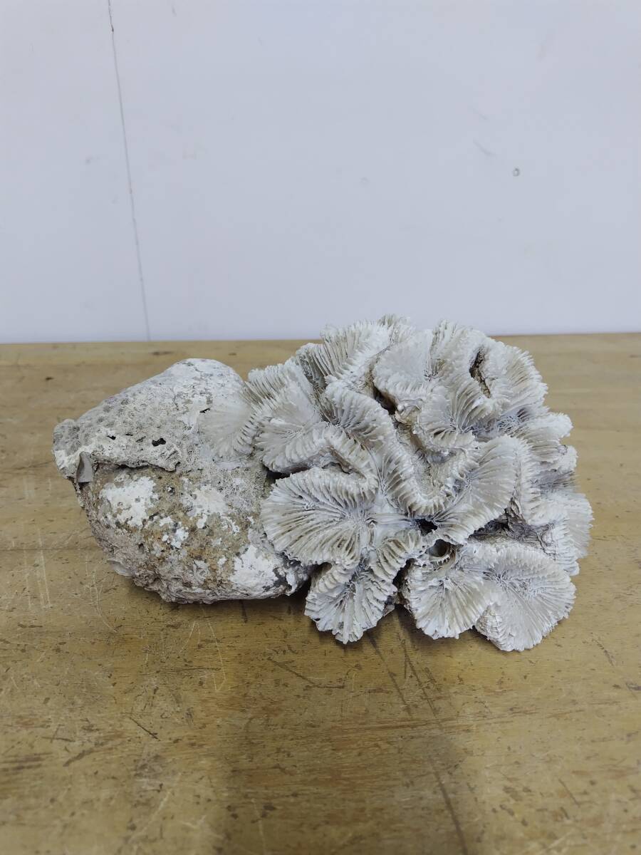 天然 白珊瑚 25×16×17cm 2.7kg拍卖