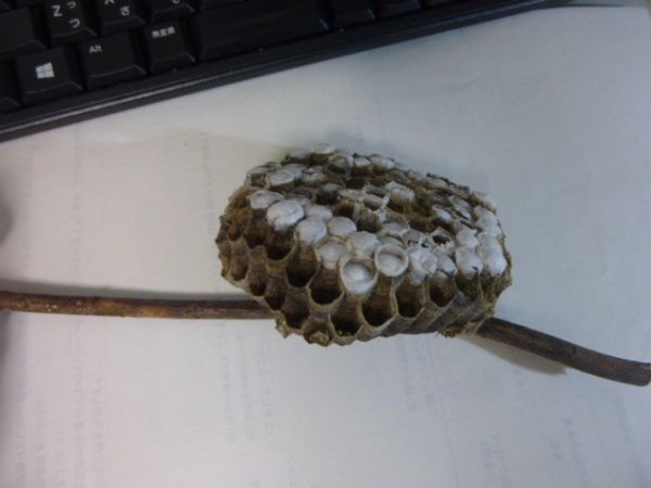 ◎◎蜂の巣 ハチの巣 千葉WD 蜂の種類は不明 縁起物 鑑賞 研究用 ◎◎拍卖