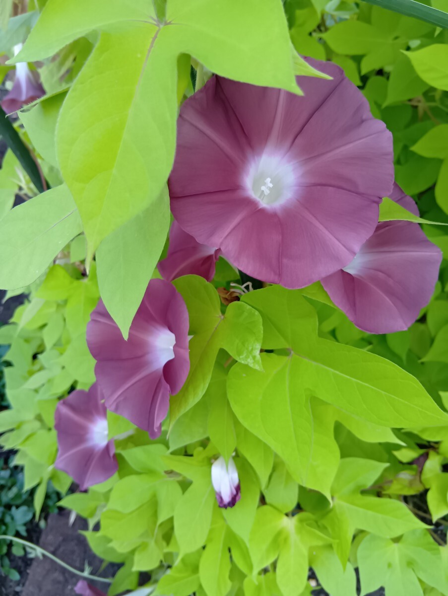 朝顔 団十郎の種 15粒拍卖