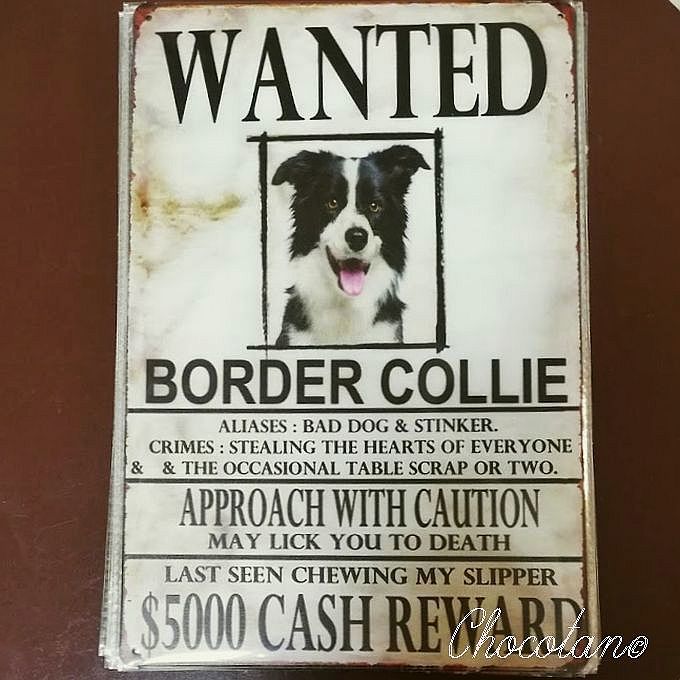 【送料無料】ボーダーコリー WANTED サインプレート メタル看板【新品】拍卖