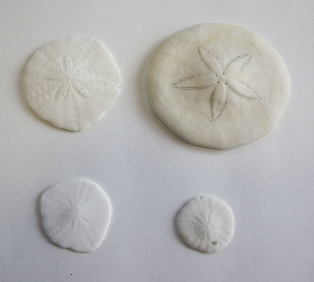 貝ガラ 貝殻 天然採取 タコノマクラ? 4個拍卖